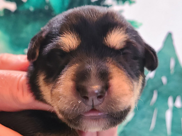 chinook puppy